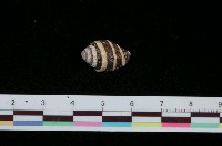 藏品(斑馬峨螺)的圖片